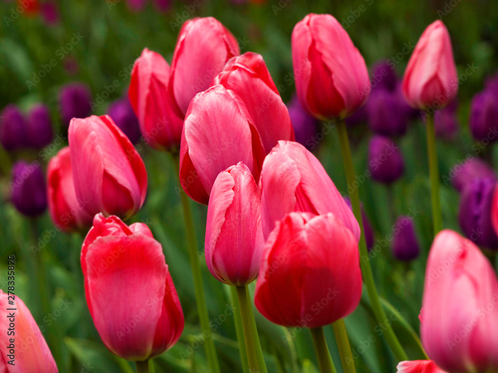 Amazing tulips flowering in the garden. Close up background morning nature Amazing tulips flowering in the garden. Close up background morning nature