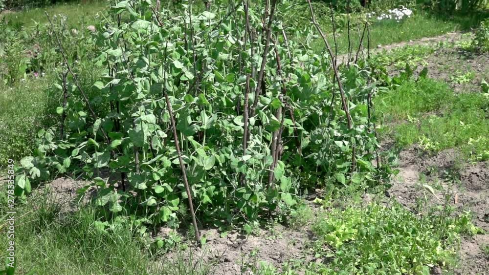 Vegetable plot in slow motion 250fps Vegetable plot in slow motion 250fps