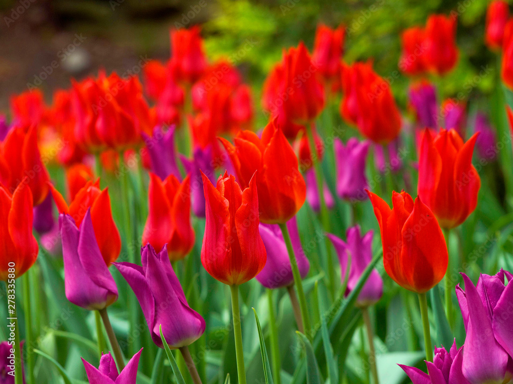 Fantastic multi colored tulips flowering in the garden. Close up background morning nature