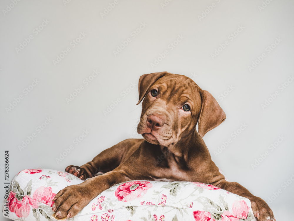 Young, charming puppy, lying on a white pillow. Close-up, isolated background. Studio photo. Concept of care, education, training and raising of animals