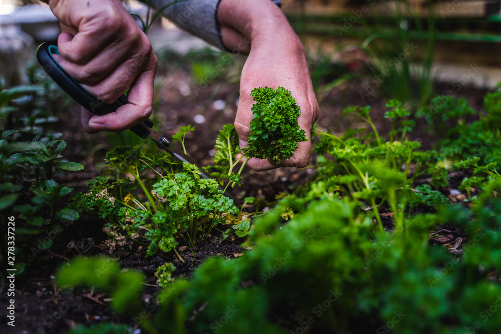 Fototapeta premium A woman picks and cuts parsley in the raised bed