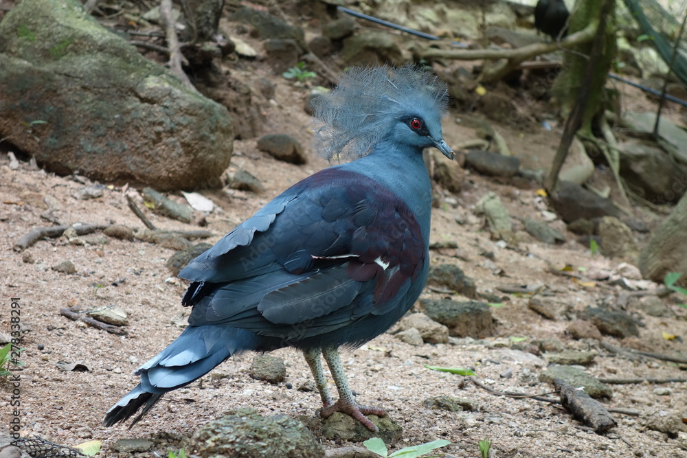 pigeon in the zoo