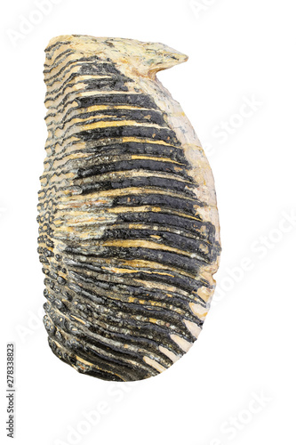 Mammoth jaw tooth 40,000 years old, on white background