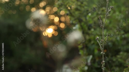 from light to flower in the sunset. a slow pull focus very magic atmospher in naturee photo