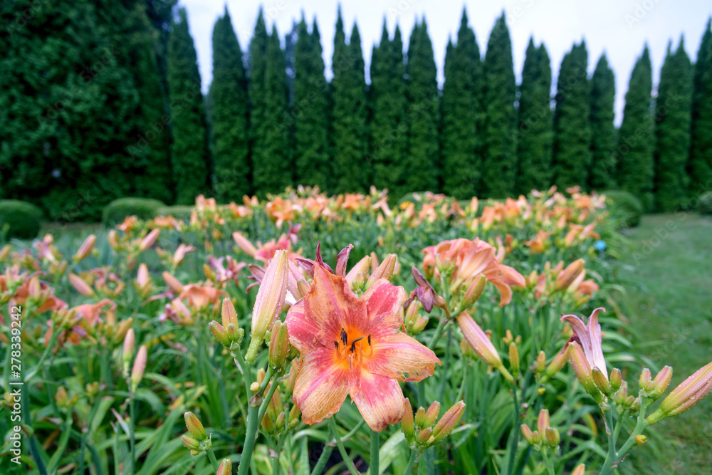 Daylily bush in garden Daylily bush in garden