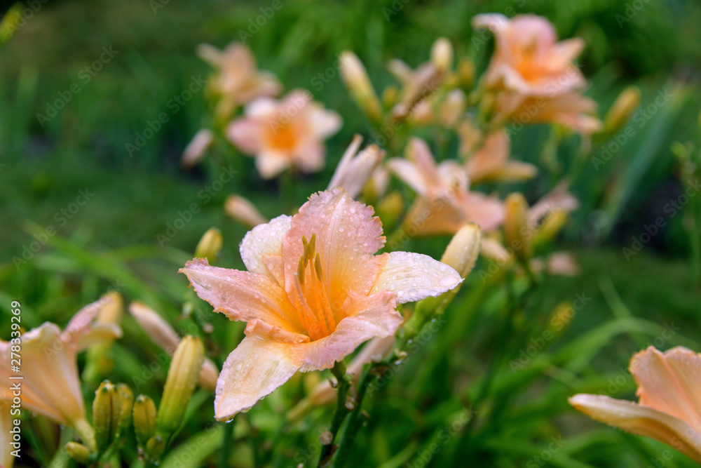 Fototapeta premium Daylily bush in garden