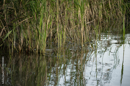 beach on the shore in reeds in a small lake