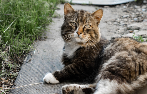 Wallpaper Mural a cat portrait. cat face close up on the road Torontodigital.ca