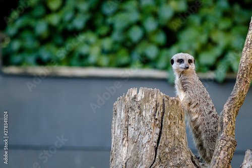 Meercat climbing a tree stump and staring © Richie
