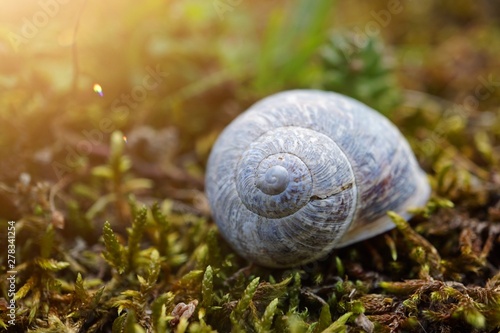 white small snail in the nature