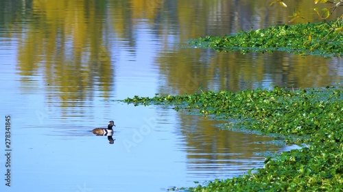 ducks in pond © Jack Brist