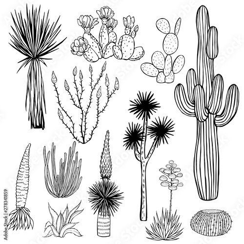 Desert plants, cacti. Vector sketch  illustration.