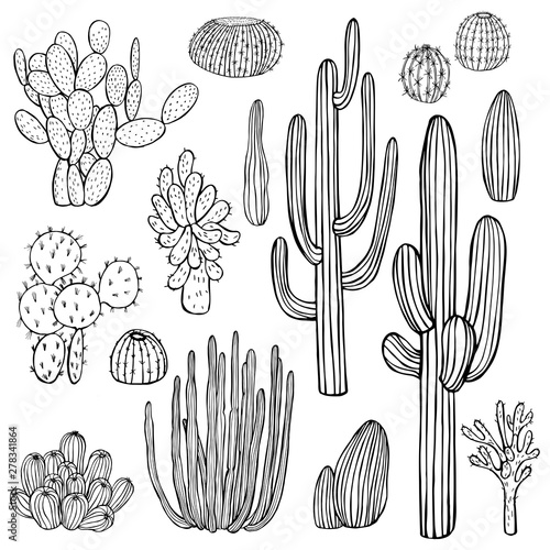 Desert plants, cacti. Vector sketch illustration.