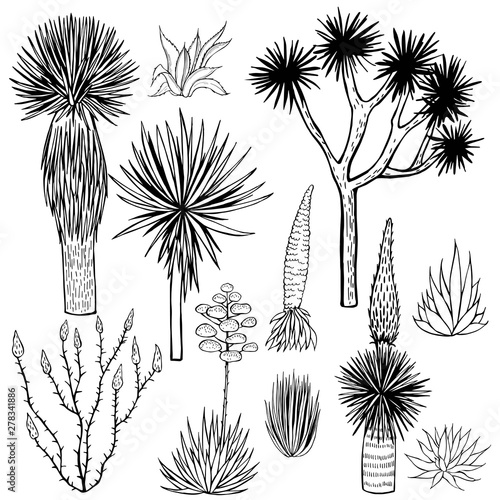 Desert plants. Succulents. Vector sketch  illustration.