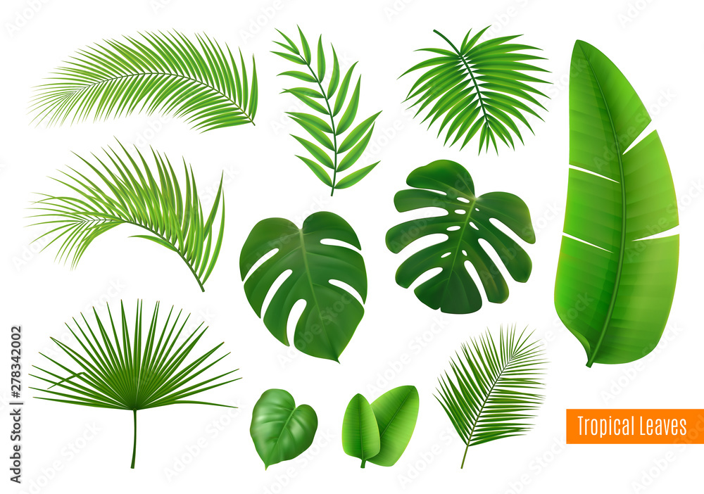 Tropical Leaves Realistic Set - obrazy, fototapety, plakaty 