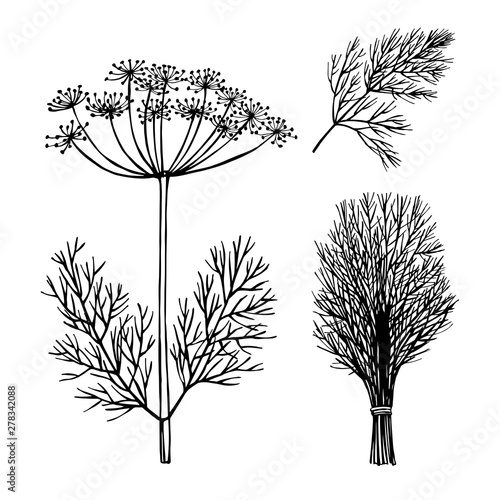  Hand drawn spicy herbs. Rosemary. Vector sketch  illustration.
