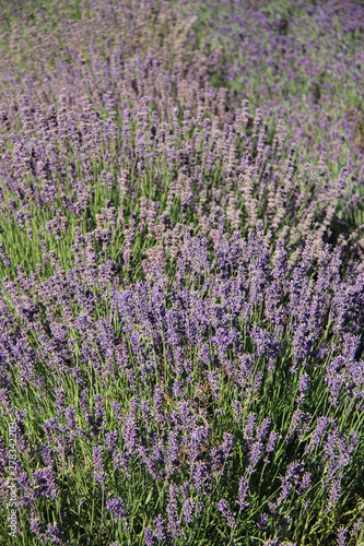 Buds And Blooming Sweet Purple  Lavender In Botanical Summer Garden During  Hot Summer Days