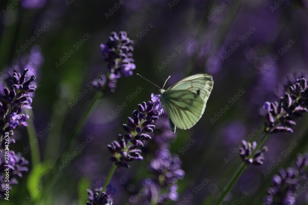 White butterfly on lavender flower. Captured in the Netherlands.