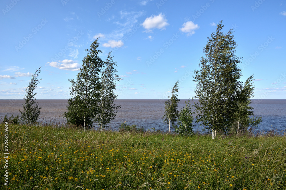 Summer landscape green field with yellow flowers and birches against the lake and blue cloudy sky. Lake Ilmen Novgorod region.