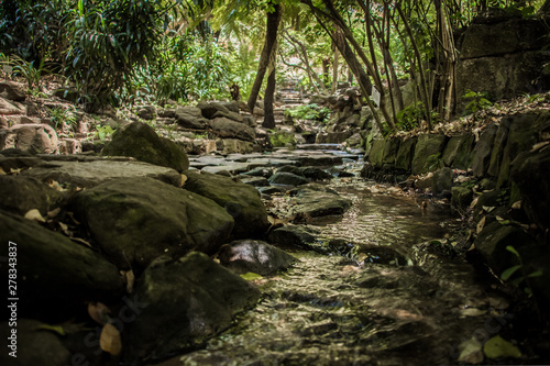 A Quiet Babbling Brook of a Stream and Green Pathway in the Kirstenbosch Botanical Gardens, Cape Town, South Africa