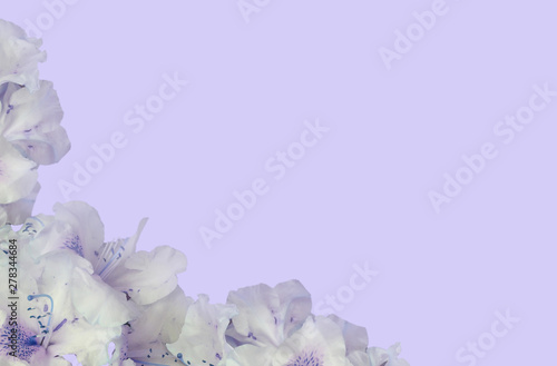 Blue rosees flowers spring summer background with empty free copy space for text  photo