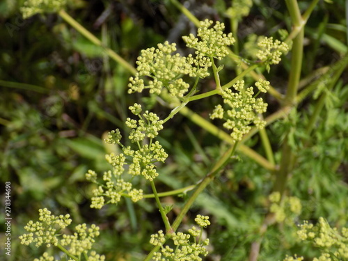 Summer, Sunny day, lush summer plants, beautiful foliage, beautiful grass, leaves, shoots.