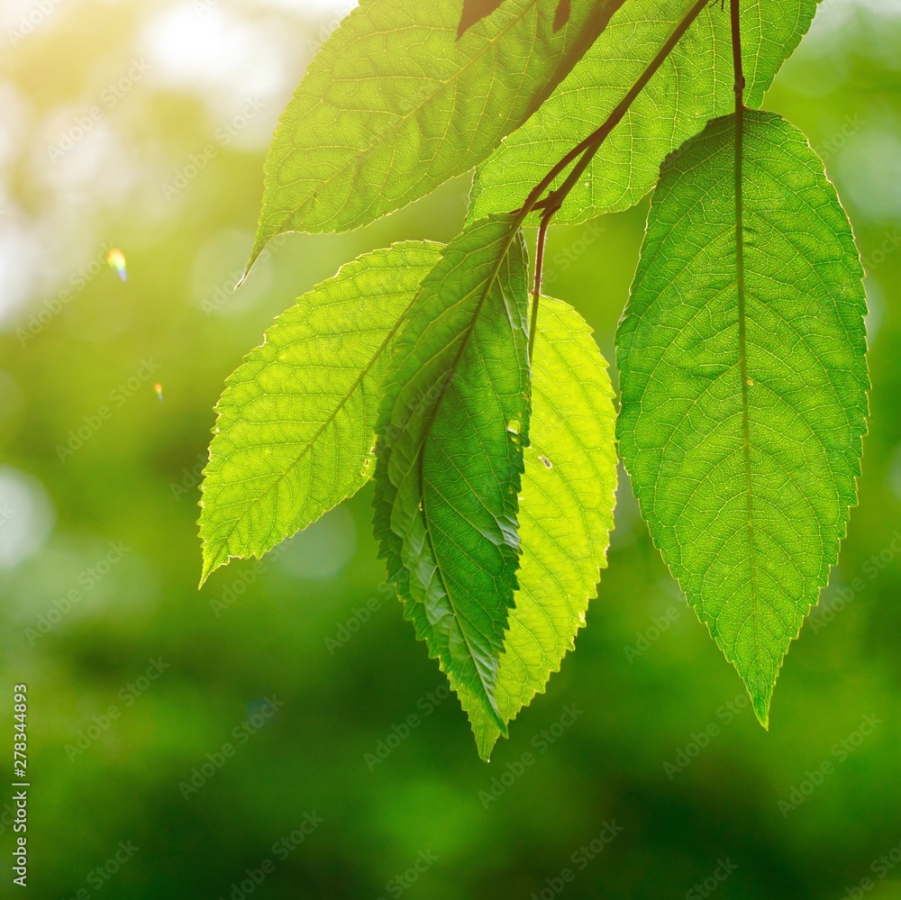 green tree leaves and branches in the nature in summer, green background green tree leaves and branches in the nature in summer, green background