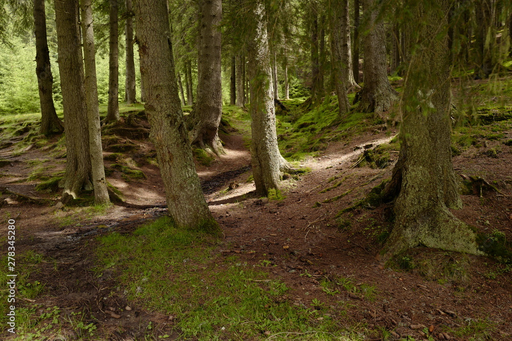 Obraz premium forest light rays