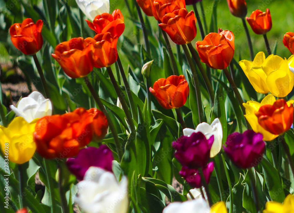 multi-colored tulips, field of tulips, summer bloom, bright flowers