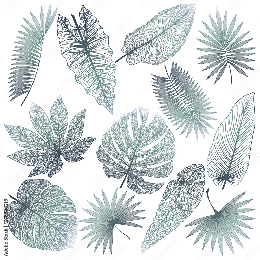 Set tropical leaf isolated. Vector illustration. 