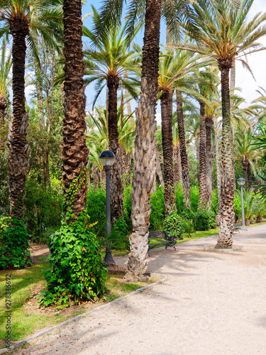 A beautiful garden in a palm grove in Elche  Spain.