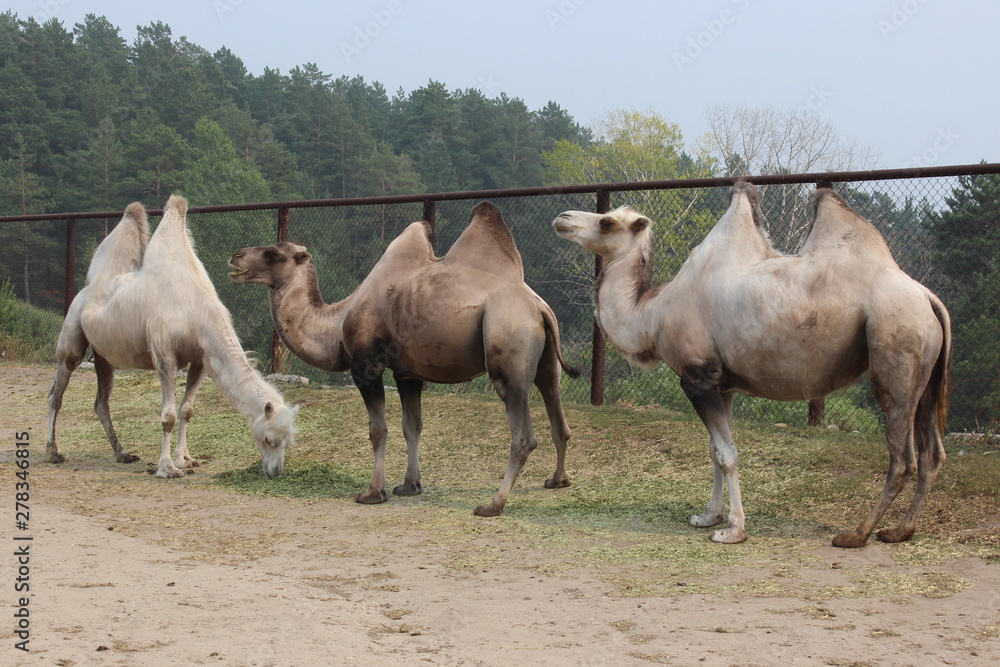 Obraz premium Three camels