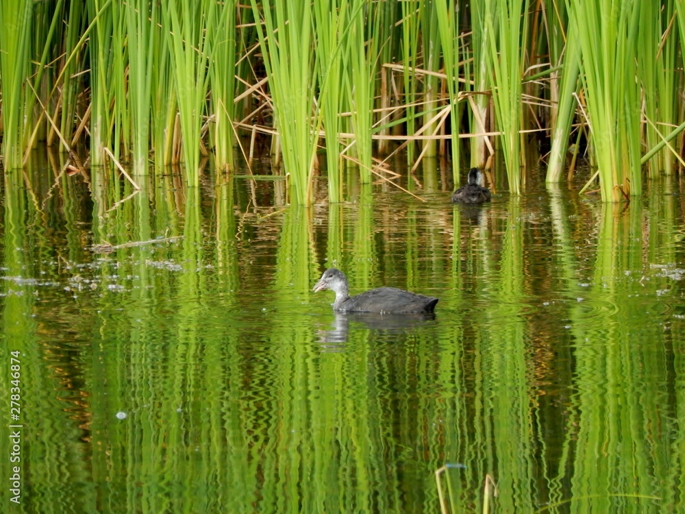 Cub of a wild duck. Cub of a wild duck.