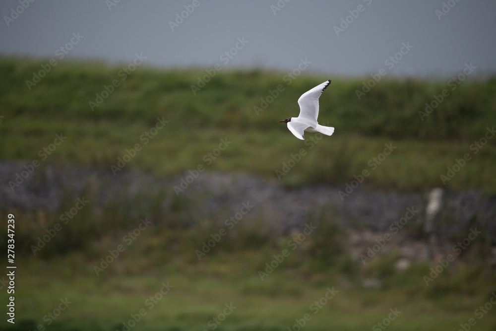 fliegende Lachmöwe fliegende Lachmöwe