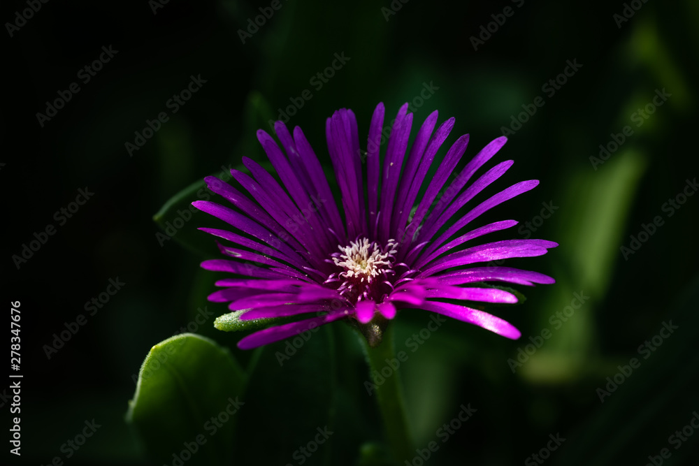 Obraz premium Delosperma Blüte