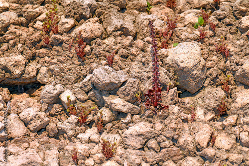 Navelwort, Kidneywort / Hängendes Nabelkraut, Felsen-Nabelkraut, Echter Venusnabel (Umbilicus rupestris), Insel Nisyros, Dodekanes, Griechenland photo