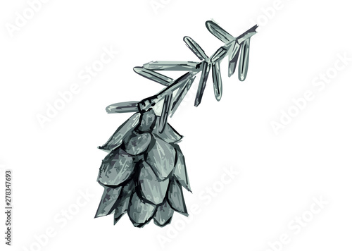 Hand drawn pencil illustration of a western hemlock cone, Tsuga heterophylla.  photo
