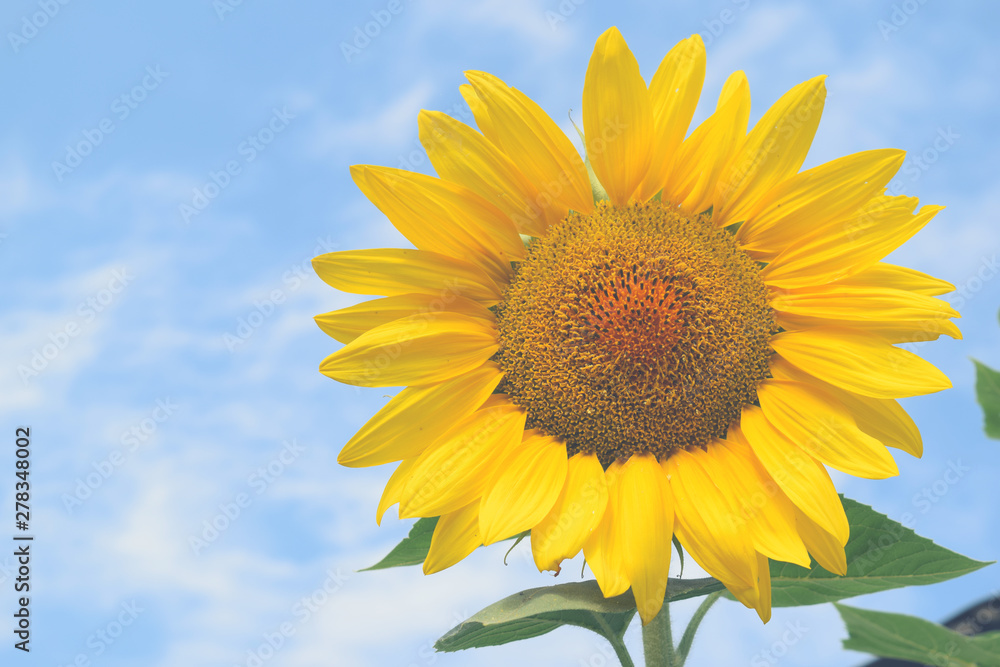 Sunflower field Sunny day blue sky background for your design Sunflower field Sunny day blue sky background for your design