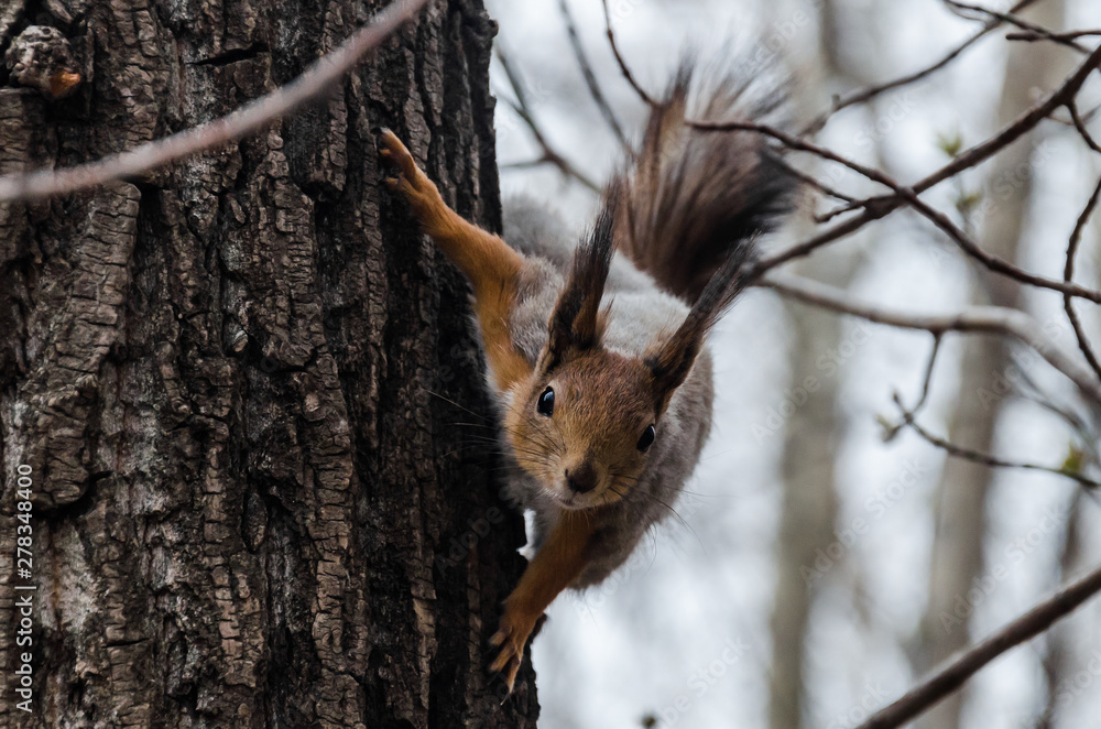 A squirrel sits on a tree. Russia A squirrel sits on a tree. Russia