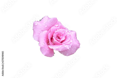 purple rose blooming on white background