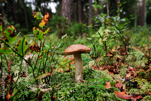 Mushroom in a forest glade