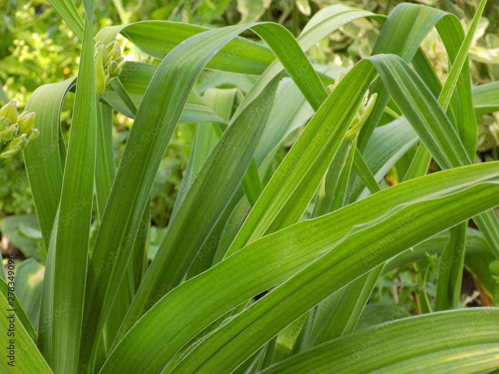 Summer plants. Tender and juicy greens.