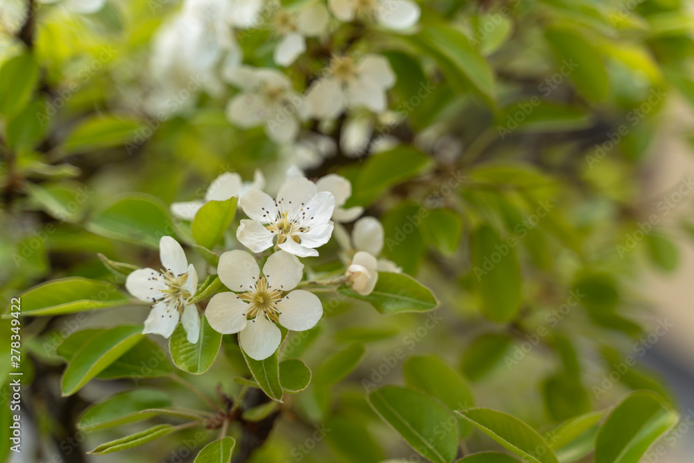 Pear tree blossoms Pear tree blossoms