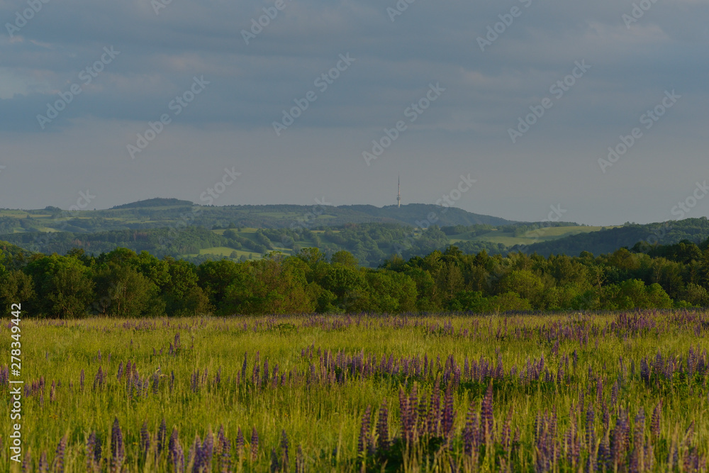 Fototapeta premium Böhmisches Mittelgebirge bei Decin
