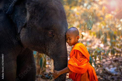 Dekoracja na wymiar  novices-or-monks-hug-elephants-novice-thai-standing-and-big-elephant-with-forest-background-tha-tum-district-surin-thailand
