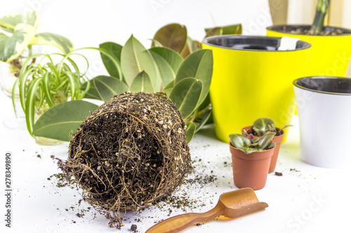 Unrecognizable woman transplanting ficus houseplants sitting on wooden floor. Woman's hands transplanting plant a into a new pot. Home gardening relocating house plant