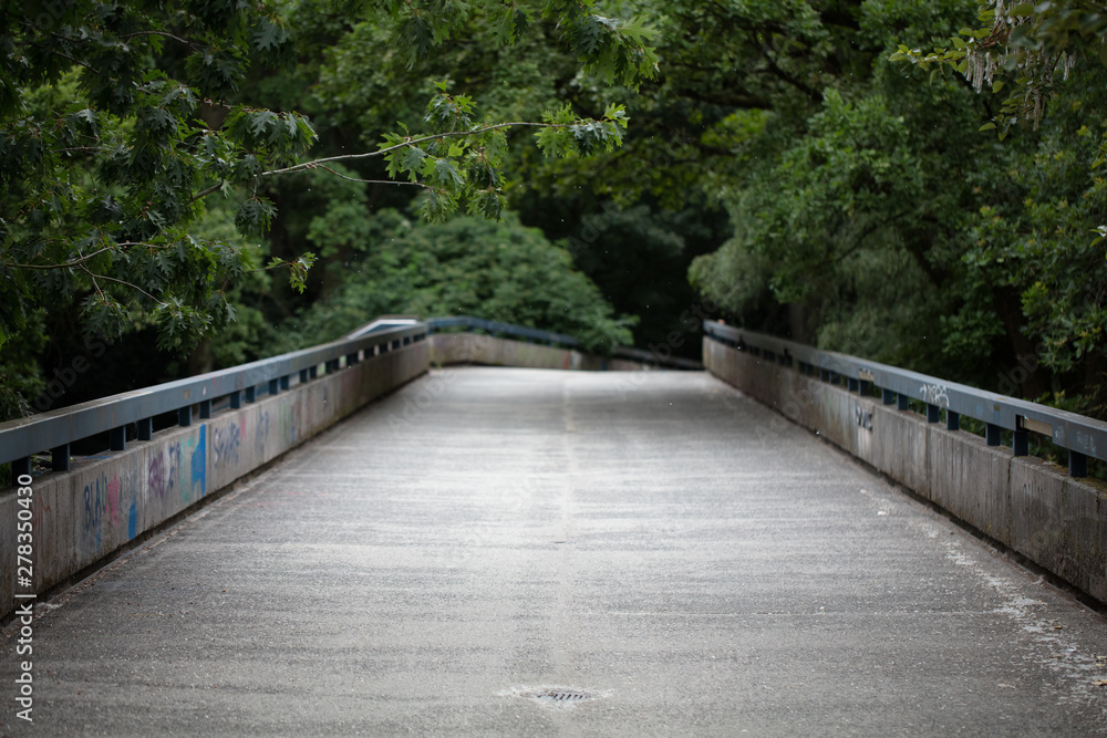 bridge in the forest