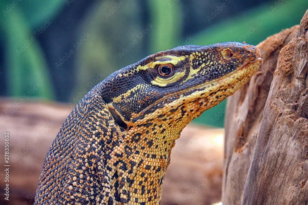 lizard on rock lizard on rock