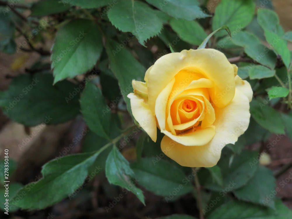 yellow rose on green background yellow rose on green background