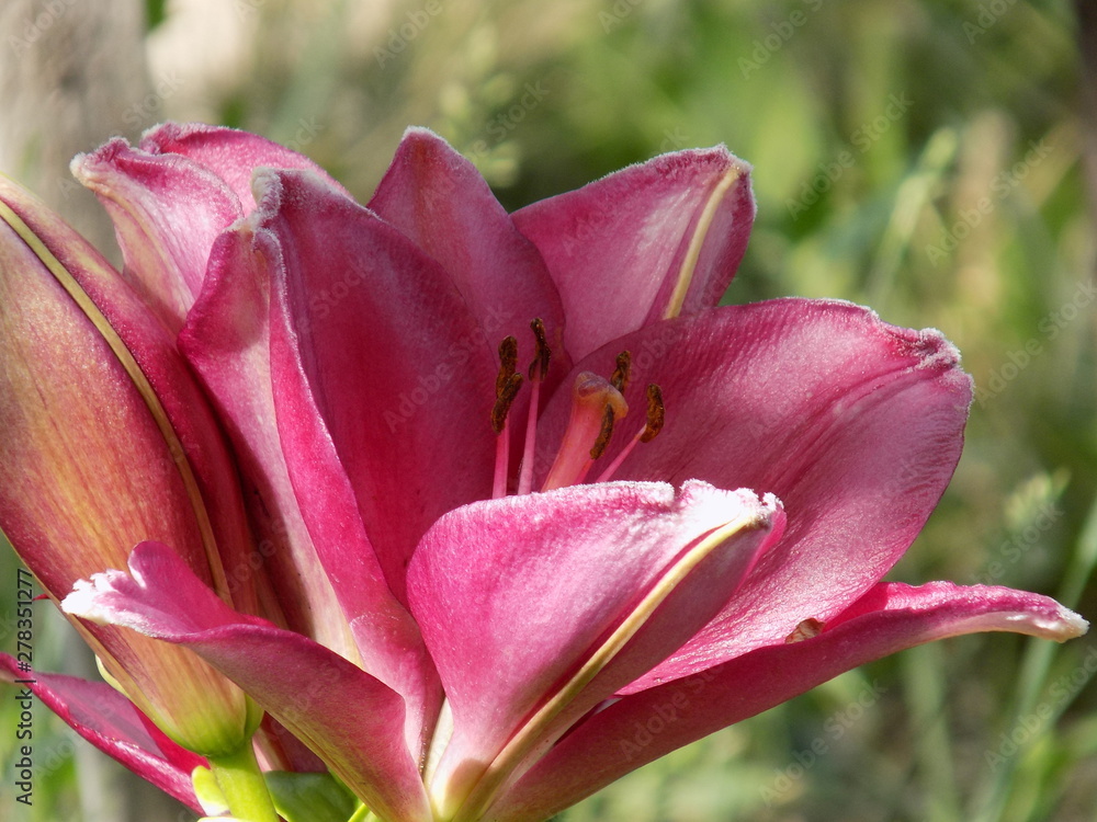 Summer, sun. Lilies bloom, bright saturated colors, beautiful flowers. Summer, sun. Lilies bloom, bright saturated colors, beautiful flowers.